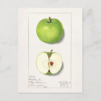 Pommes vertes (Malus Domestica) Peinture aux fruit