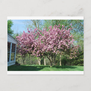Carte Postale Pommiers à fleurs