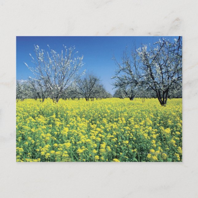Carte Postale Pommiers dans un champ de moutarde, Napa Valley, (Devant)