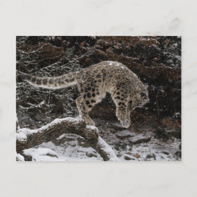Carte Postale Pompe de léopard des neiges (Devant)