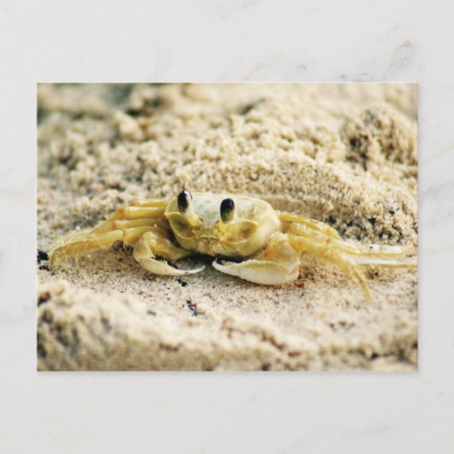 Carte Postale Poncez le crabe, Curaçao, îles des Caraïbes, photo (Devant)