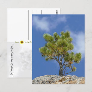 Carte Postale Ponderosa Pine Tree, Custer, SD -