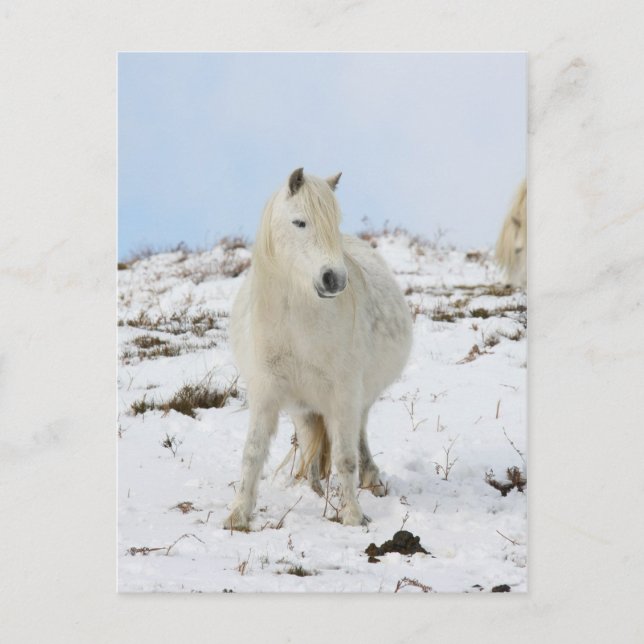Carte Postale Poney (Devant)