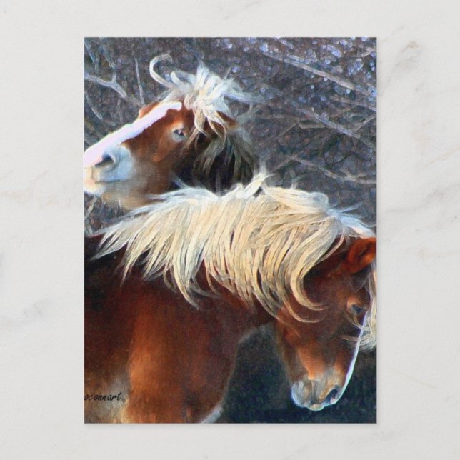Carte Postale poney (Devant)