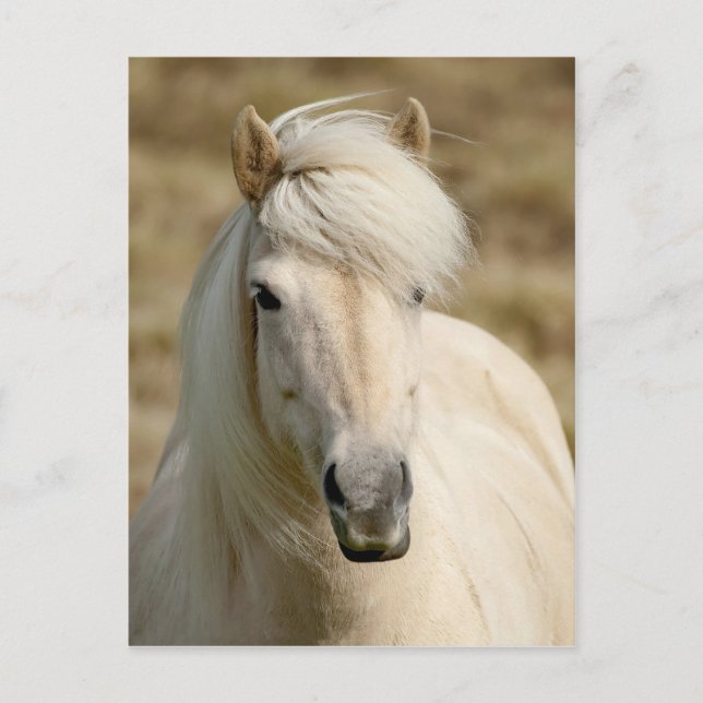 Carte Postale Poney blanc (Devant)