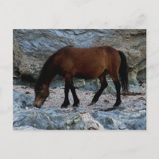 Carte Postale Poney Dartmoor dans les rochers sur la plage éloig