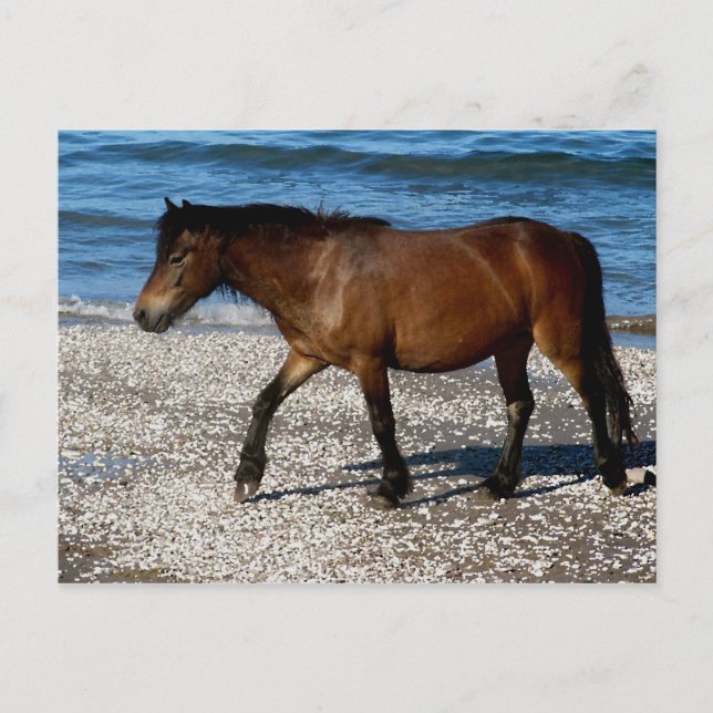 Carte Postale Poney Dartmoor marchant sur la plage éloignée du s (Devant)