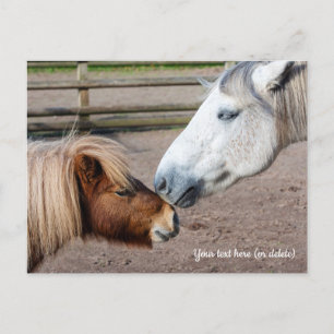 Carte Postale Poney des Shetland et poney Highland