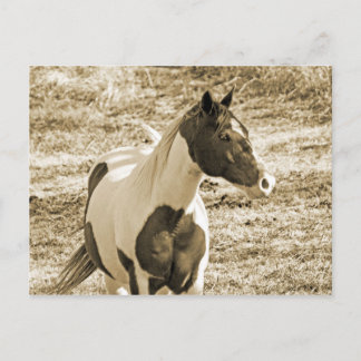 Carte Postale Poney Paint