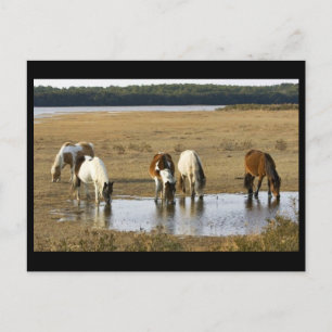 Carte Postale Poney sauvage
