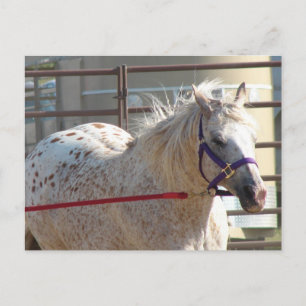 Carte Postale Poney Tacheté