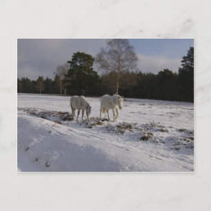 Carte Postale Poneys dans la neige