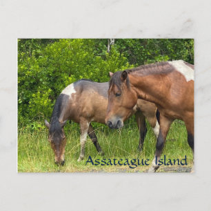 Carte Postale poneys sauvages sur l'île d'Assateauge