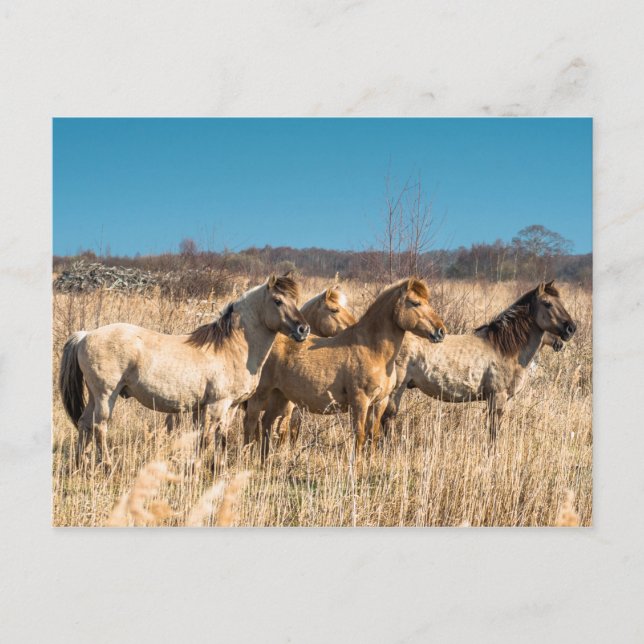 Carte Postale poneys Wild Konik Wicken Fen Cambridgeshire UK (Devant)