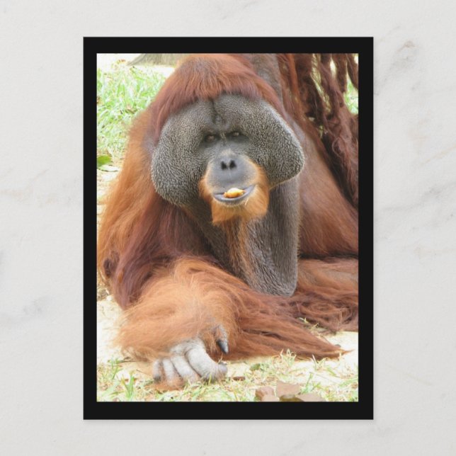 Carte postale Pongo Orangutan Ape (Devant)