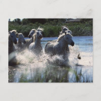 Ponies de Chintoteague traversant la Manche