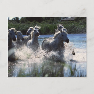 Carte Postale Ponies de Chintoteague traversant la Manche