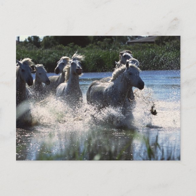 Carte Postale Ponies de Chintoteague traversant la Manche (Devant)