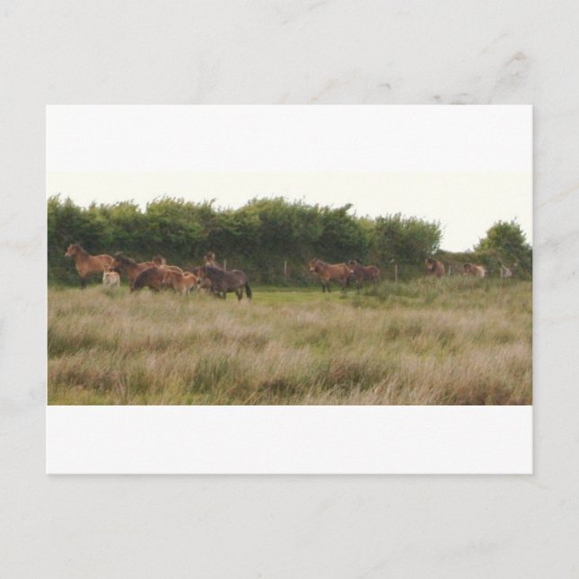 Carte Postale ponies.jpg (Devant)