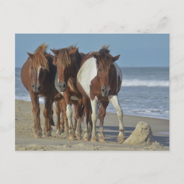Carte Postale Ponies sauvages de Chincoteague, plage d'Assateagu (Devant)