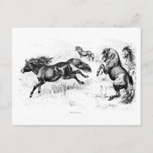 Carte Postale Ponies vintages des Shetland - Cheval et Poney des