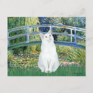 Carte Postale Pont - Chat à poils courts blancs
