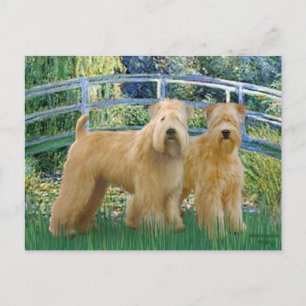 Carte Postale Pont - Deux Terriers Wheaten