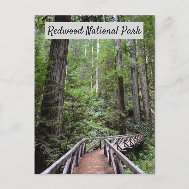 Carte Postale Pont en bois et Sequoias | Parc national de Redwoo (Devant)