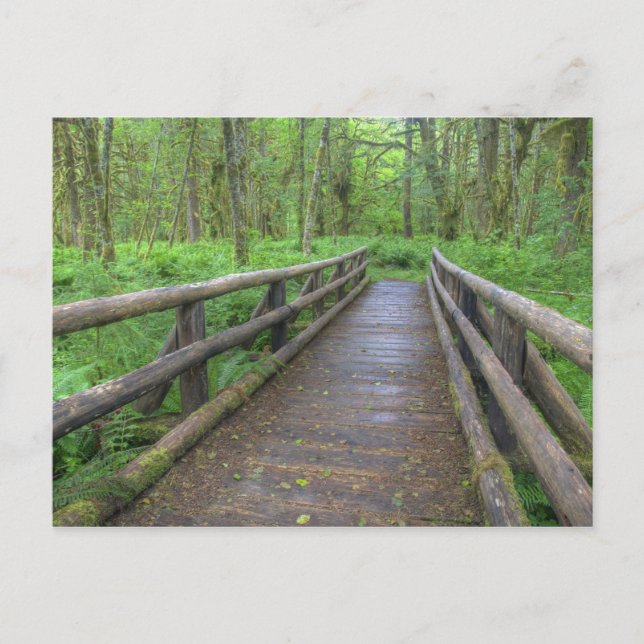 Carte Postale Pont en bois, fougères et (Devant)