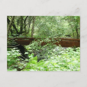 Carte Postale Pont Muir Woods I