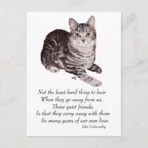 Carte Postale Pont Rainbow Tabby Cat
