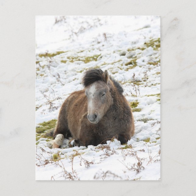 Carte Postale Pony (Devant)