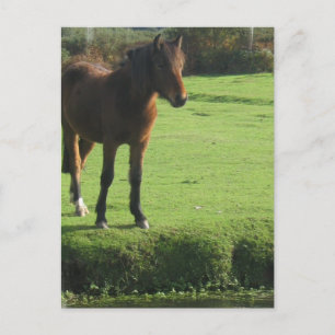 Carte postale Pony