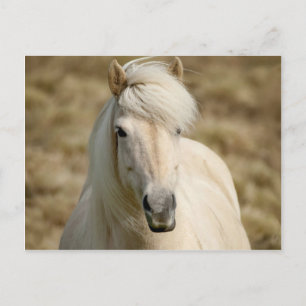 Carte Postale Pony blanc