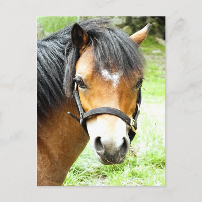 CARTE POSTALE PONY BROWN (Devant)