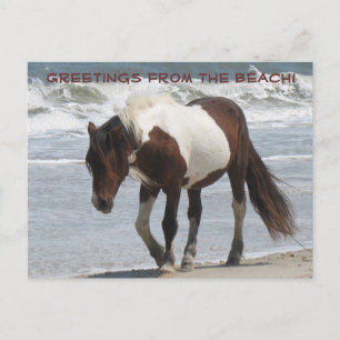 Carte Postale Pony de l'île Assteague