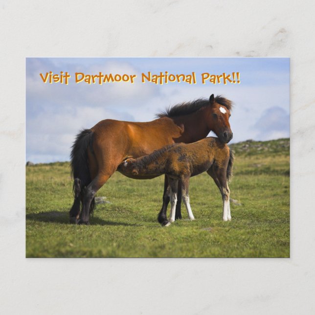 Carte postale Pony Mare Feeding Foie (Devant)