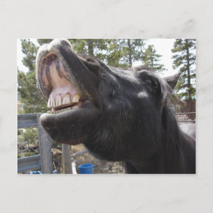 Carte Postale Pony Talk