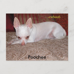 Carte Postale Poochee, -cwhaul-