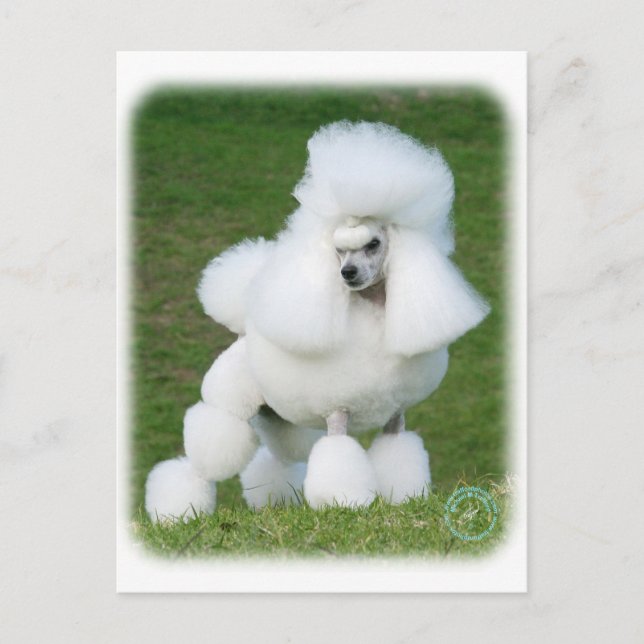 Carte Postale Poodle (Devant)