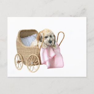 Carte Postale Poodle bébé buggy