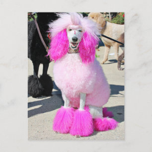 Carte Postale Poodle Day 2016 - Barnes - Poodle rose standard