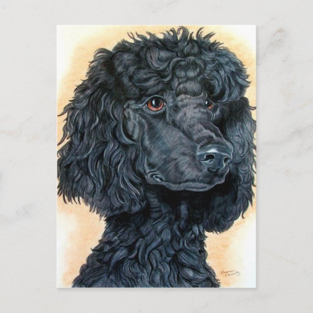 Carte Postale Poodle noir (Devant)