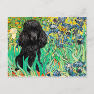 Carte Postale Poodle (noir 1) - Irises