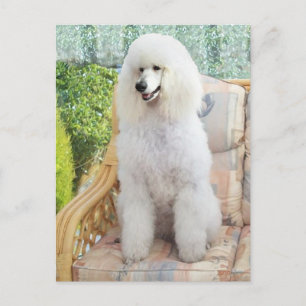 Carte Postale Poodle Standard Blanc