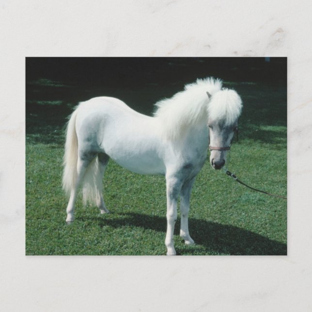 Carte Postale Poofy White Pony (Devant)
