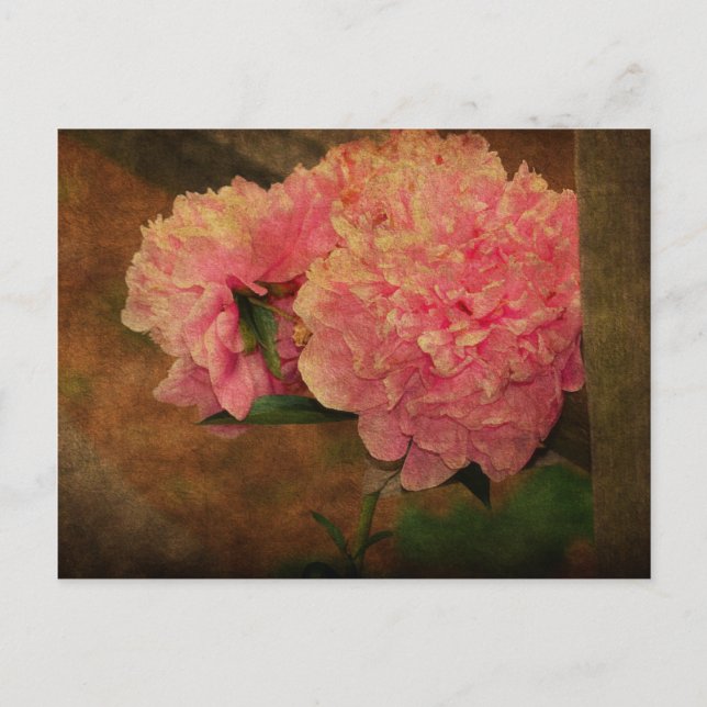 Carte Postale Poony PostCard (Devant)