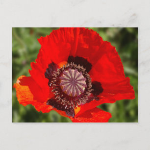 Carte Postale pop