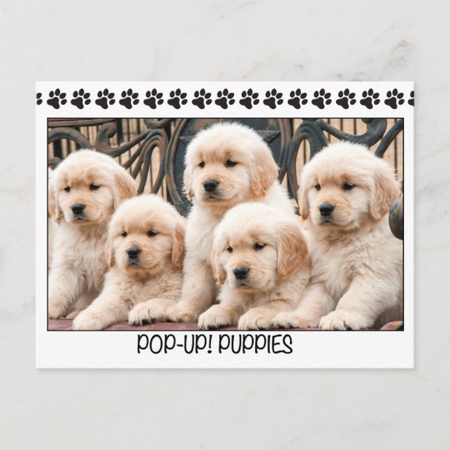 Carte Postale Pop-Up ! Chiens (Devant)