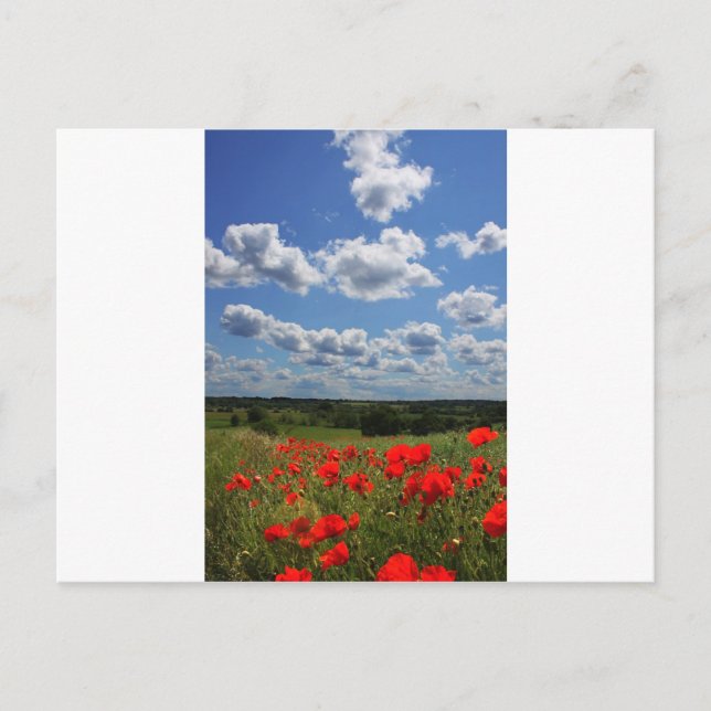 Carte Postale Poppies (Devant)